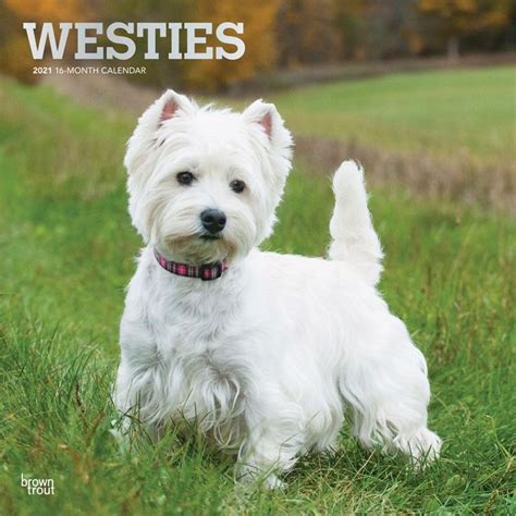 West Highland White Terrier Calendars West Highland Terrier