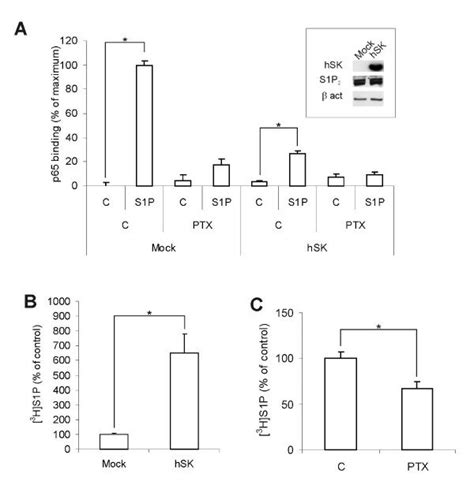 Effect Of Prolonged Overexpression Of Sphk On Nf B Activation And S P