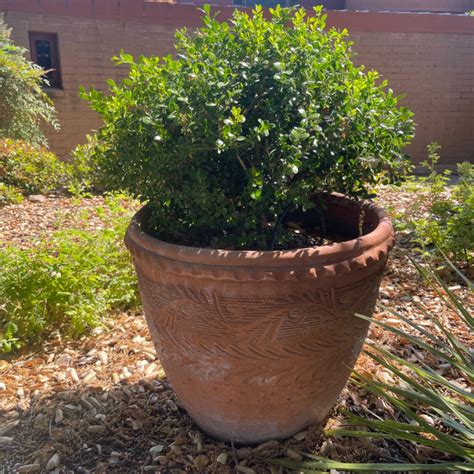 Lot Terracotta Potted Boxwood Plant Slocal Estate Auctions Network