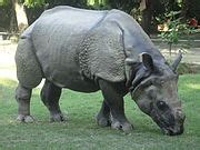 Category:Mammals in Kanpur Zoo - Wikimedia Commons