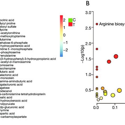 Heatmap Of The Metabolic Profiles Between The Two Groups And Bubble