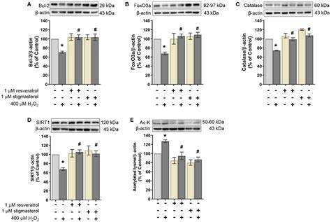 Frontiers Mechanisms And Neuroprotective Activities Of Stigmasterol