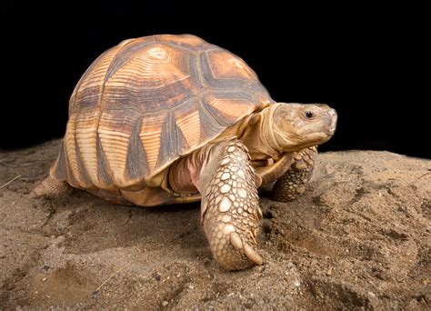 Conservationists Brand Tortoise Shells To Save Species From The Pet Trade