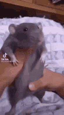 Dancing Rat GIFs | Tenor