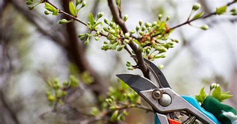 Hazelnut Filbert Tree Care How To Start Caring For Hazelnut Trees