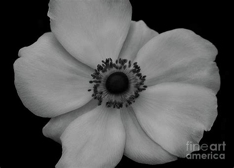 Japanese Anemone Black And White No 2 Photograph By Jeanne Oconnor