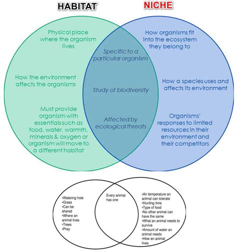 Habitat Vs Niche Worksheet