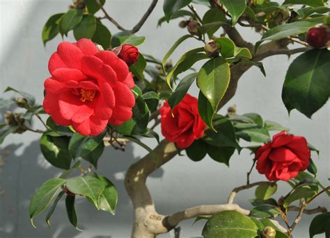 Japanese Camellia Bonsai In Bloom At The Brooklyn Botanic Flickr