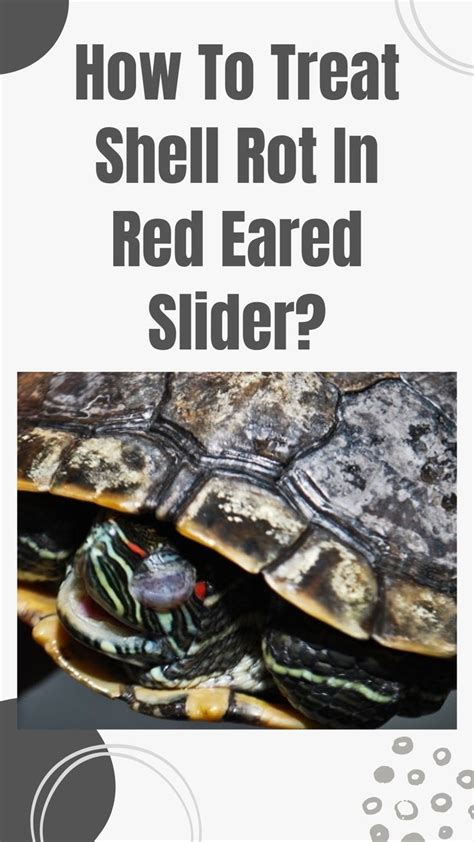 How To Treat Shell Rot In Red Eared Slider