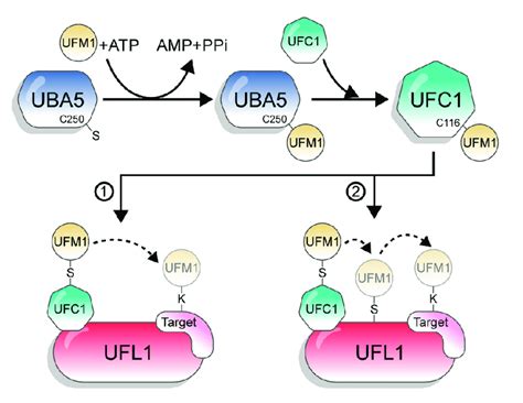 The UFM1 conjugation pathway. The figure depicts the two options of... | Download Scientific Diagram