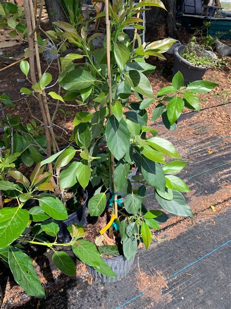 Super Hass Avocado Florida Verity Tree 3 Ft Tall Will Fruiting Soonno