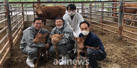 안동한우 생산증대 품질고급화 나선다市 안동형 씨암소 수정란 이식 업무약정 체결