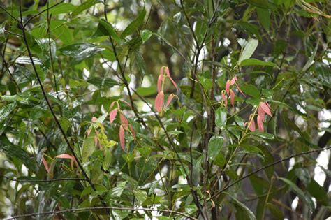 Social Entrepreneur Shares Tips On How To Grow Philippine Cinnamon