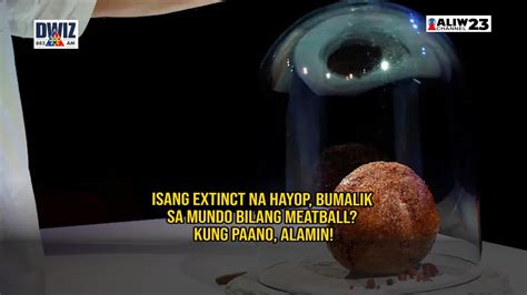 ISANG EXTINCT NA HAYOP BUMALIK SA MUNDO BILANG MEATBALL YouTube