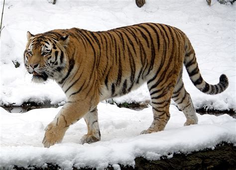 Siberian tiger - Wikipedia