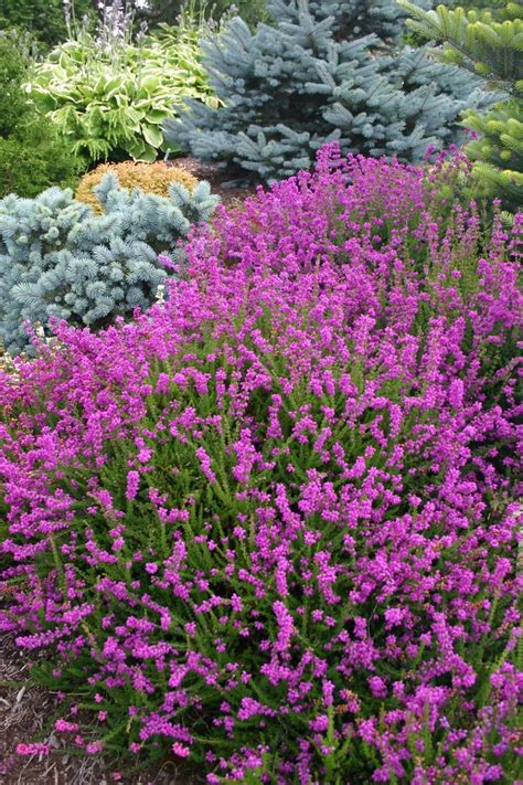 Erica Cinerea Purple Bell Bell Heather Scotts Garden Centre