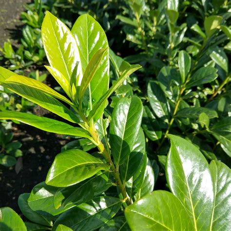 Prunus Laurocerasus Novita Boomkwekerij Leune