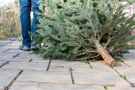 Christmas Tree Recycling - CVWMA