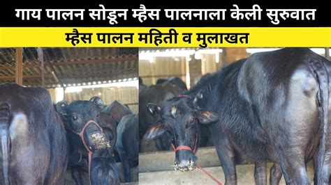 गाय पालन सोडून म्हैस पालनाला केली सुरुवात Murrha Buffalo Farming Maharashtra Success Story