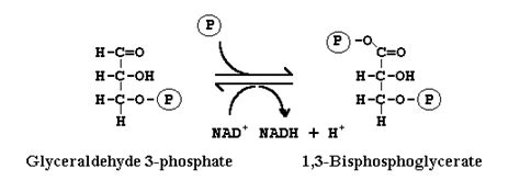 Glyceraldehyde 3 Phosphate Structure