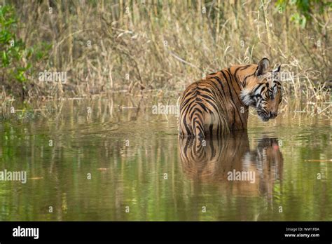 Bandhavgarh Tiger Or Wild Male Bengal Tiger Cooling Off In Water With Reflection In Bandhavgarh