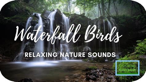 🏞️ 5 Hours Nature Sounds Waterfall And Birds Relaxing Sounds For