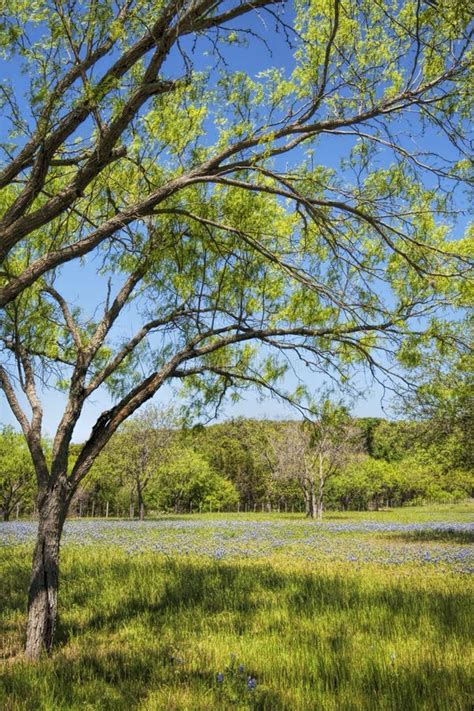 Texas Bluebonnet Wildflower Landscape 2 Stock Image Image Of Wood