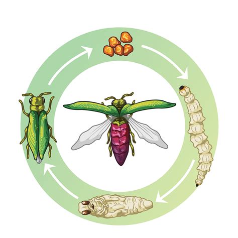 How To Identify Emerald Ash Borer: Symptoms And Prevention