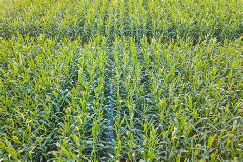 Aerial View From Drone Of Cultivated Green Corn Field Landscape For