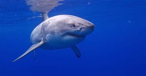 Marine Biologists Raise Flags About Viral Great White Shark Encounter Ecowatch