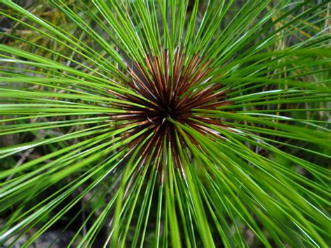 Papyrus Sedge (Cyperus papyrus) · iNaturalist