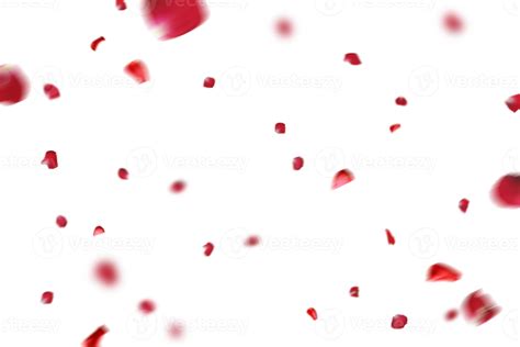 Many Rose Overlay Rose Flowers And Petal Valentine Background With