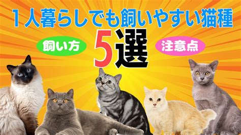 1人暮らしでも飼いやすい猫種5選 Youtube