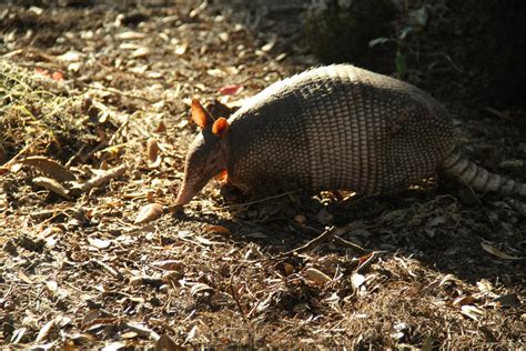 Florida Armadillo by NickBentonArt on DeviantArt