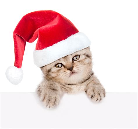 K K Christmas Cats White Background Kittens Winter Hat Glance