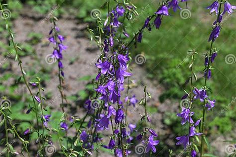 Campanula Rapunculoides Creeping Bellflower Or Rampion Bellflower