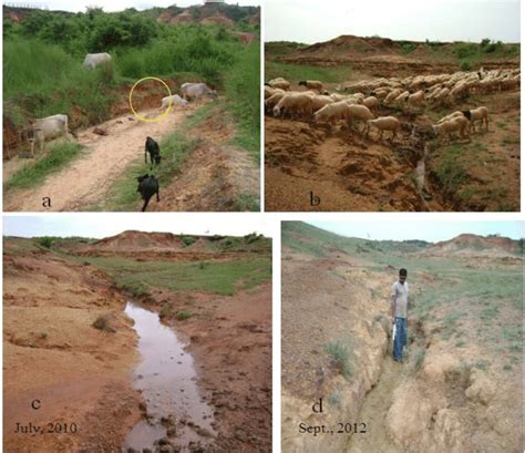 Soil Erosion By Animals