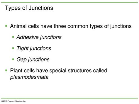 Chapter 15 Beyond The Cell Cell Adhesions Cell Junctions And