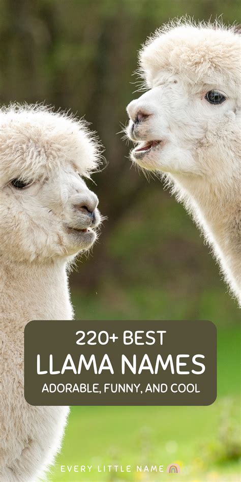 220+ Adorable Llama Names for Your Pet