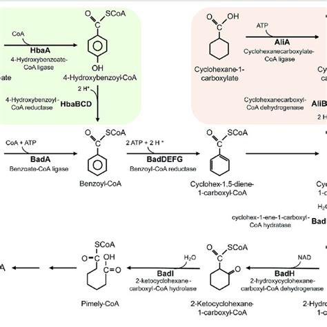 The Metabolic Pathway For Degradation Of Benzoate Hydroxybenzoate