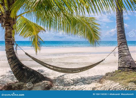 Hammock Palm Trees Tropical Beach Stock Photos - 1,113 Images