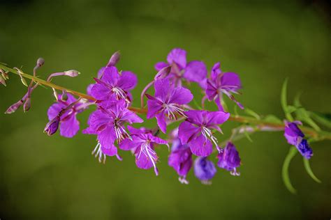 Lilac Wildflower G5 Photograph By Leif Sohlman Fine Art America