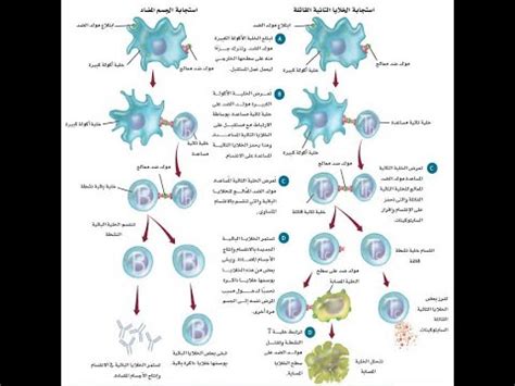 جهاز المناعة الجزء الثاني YouTube