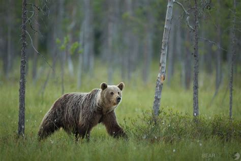 Photographing the Brown Bears of Finland - Nature TTL