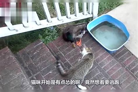 猫咪和鸭子抢地盘，大战三百回合！猫咪届的“叶问”太彪悍了 猫咪 叶问 抢地盘