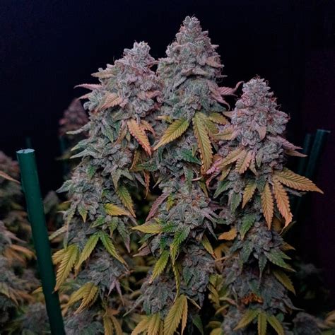 Silent Seeds Exotic Cannabis Seeds Gorilla Frost Feminized