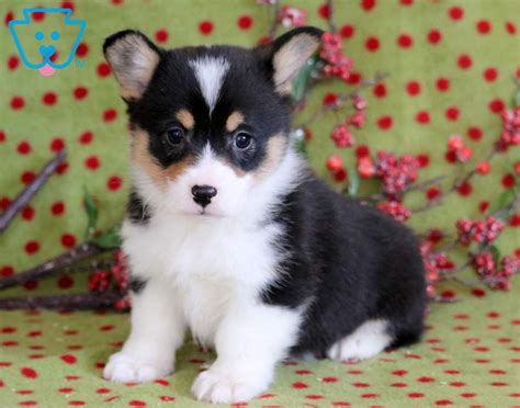 Awasome Teacup Pembroke Welsh Corgi References - Kinds of puppies