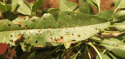 Plagas Y Enfermedades M S Comunes En El Cultivo Del Almendro