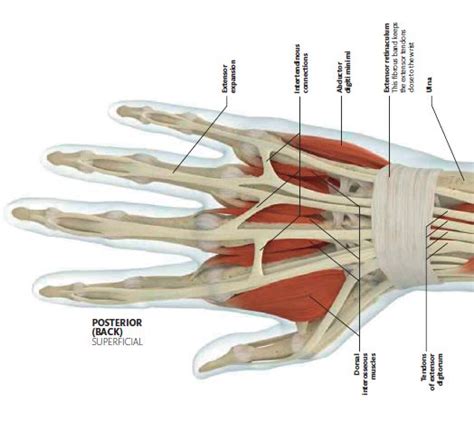 an image of the muscles and their functions in the hand, with labels on each side