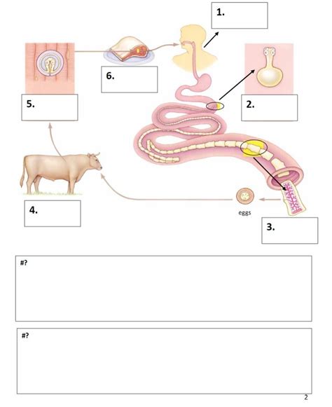 Beef Tapeworm Life Cycle Diagram | Quizlet